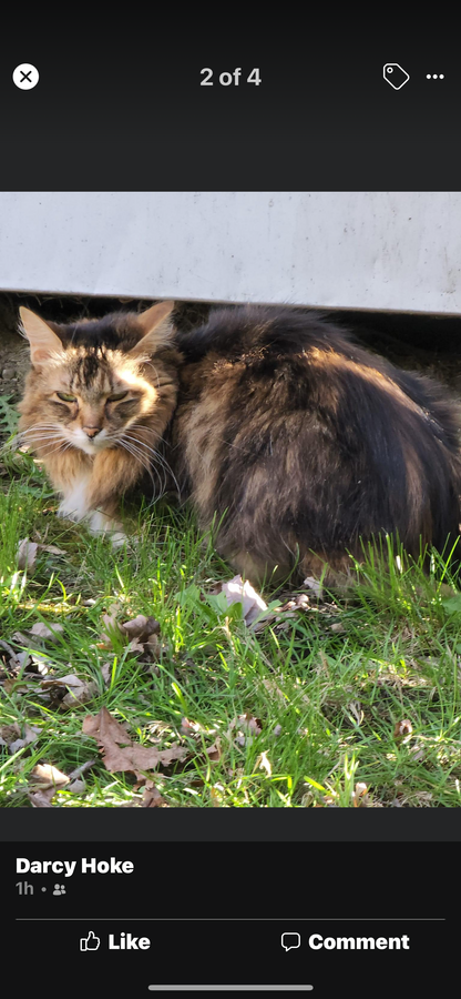 GINA SALT AND PEPPER HS Luxury Wig *Sample A NOT RETURNABLE*